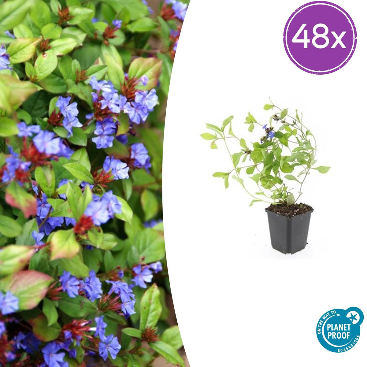 Ceratostigma plumbaginoides (loodkruid) – 48 planten, Ø9 cm, 10–25 cm hoog