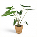 Alocasia zebrina (olifantsoor) met mand – Ø21 cm, 70–75 cm hoog