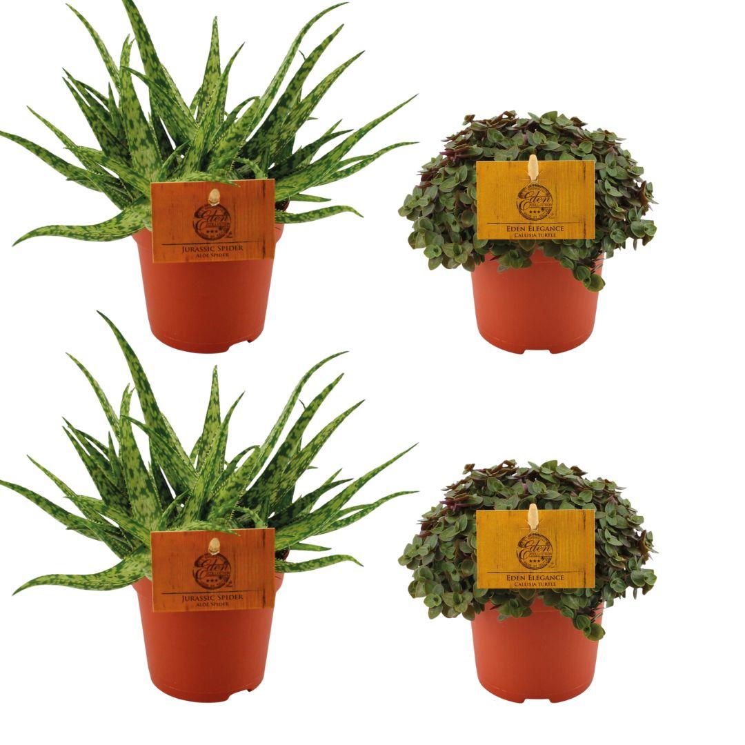 2× Callisia Turtle – Ø11 cm, 10 cm hoog