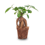 Bonsai Ficus microcarpa ginseng (ficus ginseng) – Ø9 cm