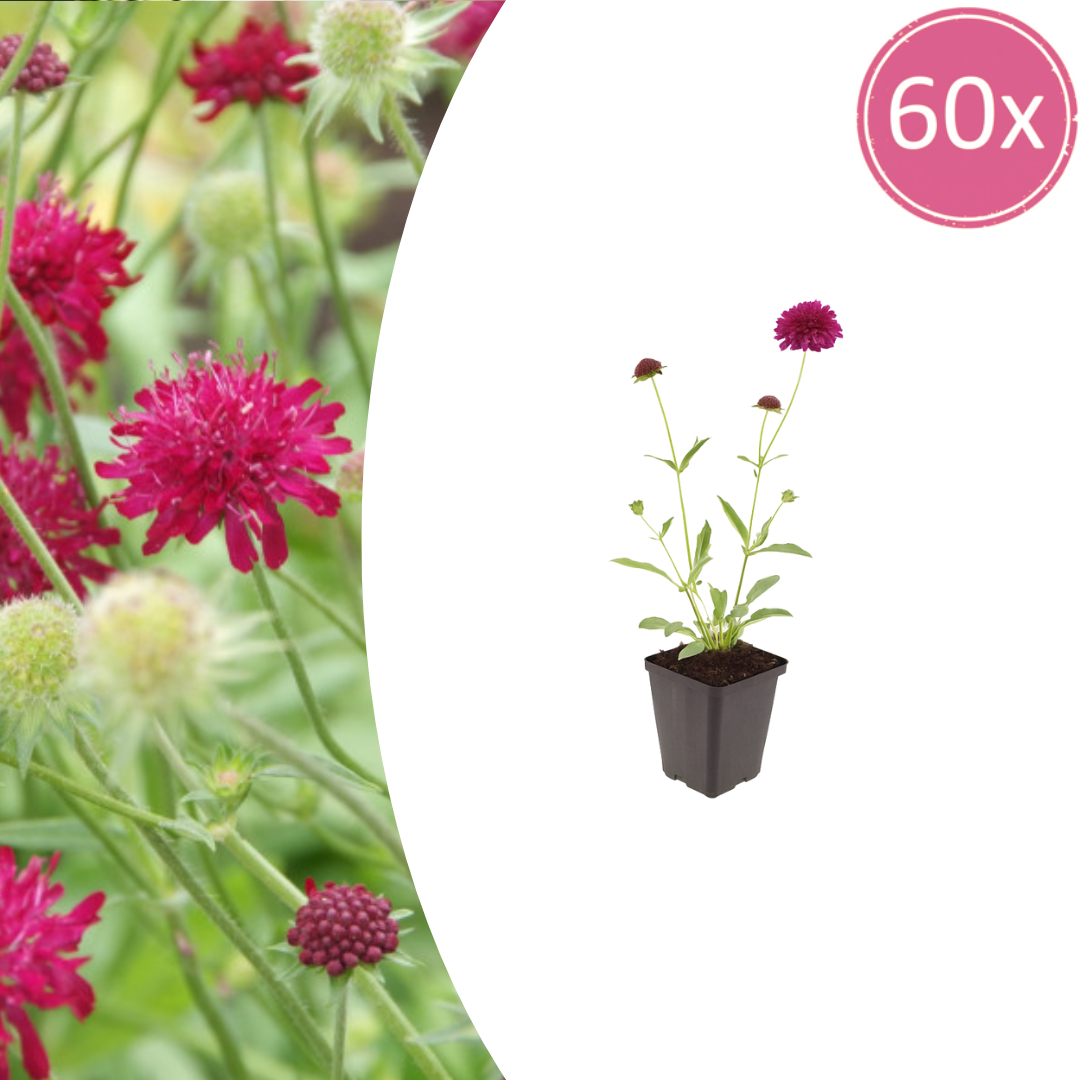 Knautia macedonica (beemdkroon) – 60 planten, Ø9 cm, 10–25 cm hoog