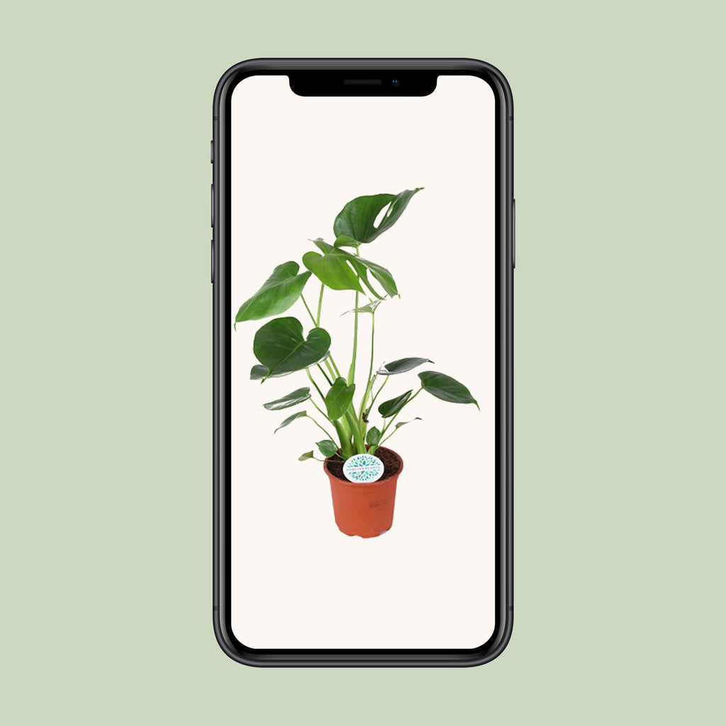 Monstera deliciosa (gatenplant) – Ø14 cm, 45 cm hoog