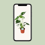 Monstera deliciosa (gatenplant) – Ø14 cm, 45 cm hoog