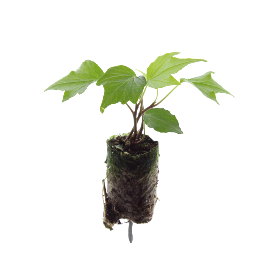 Hedera 'Green Ripple' (klimop) – foto 3
