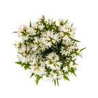 Campanula 'Glomerata Genti White' (bellflower) – Ø19 cm, 30–40 cm high