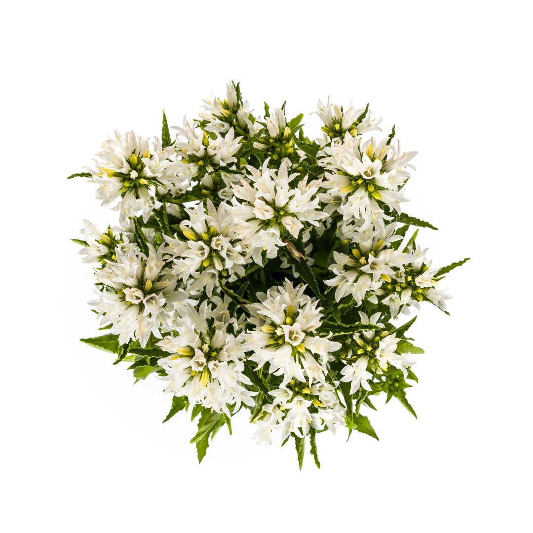 Campanula 'Glomerata Genti White' (klokjesbloem) – Ø19 cm, 30–40 cm hoog