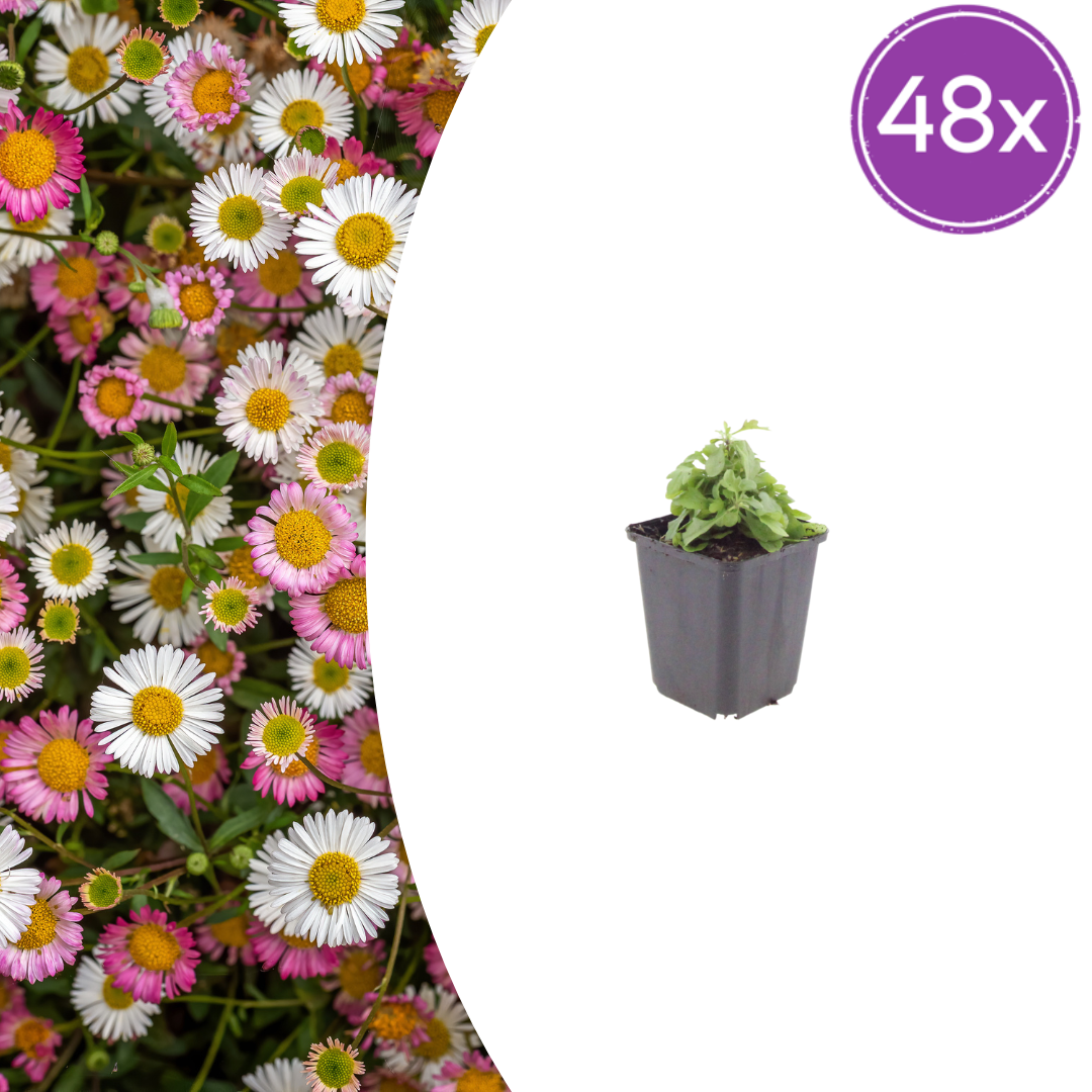 Erigeron karvinskianus (Mexican fleabane) – 48 plants, Ø9 cm, 10–25 cm high – photo 2