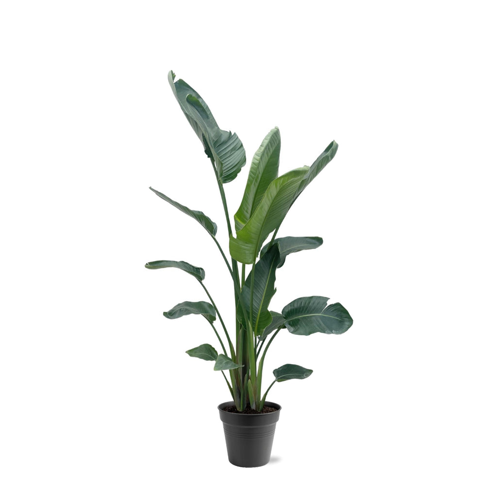 Strelitzia nicolai XXL (witte paradijsvogelbloem) – Ø34 cm, 225 cm hoog