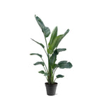 Strelitzia nicolai XXL (witte paradijsvogelbloem) – Ø34 cm, 225 cm hoog