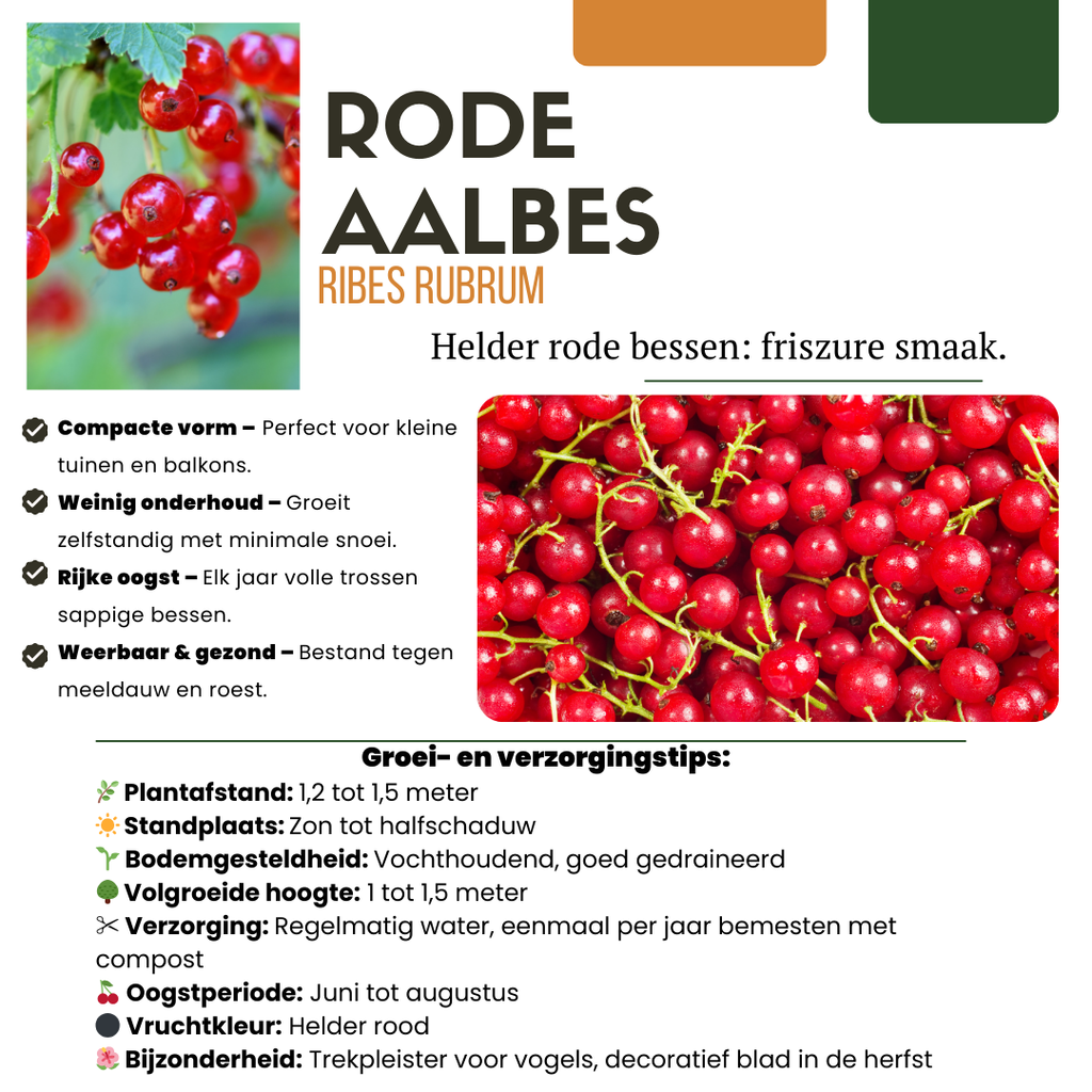 Ribes uva-crispa biologique – 6 plants, Ø 13 cm, 20 cm de haut – photo 2