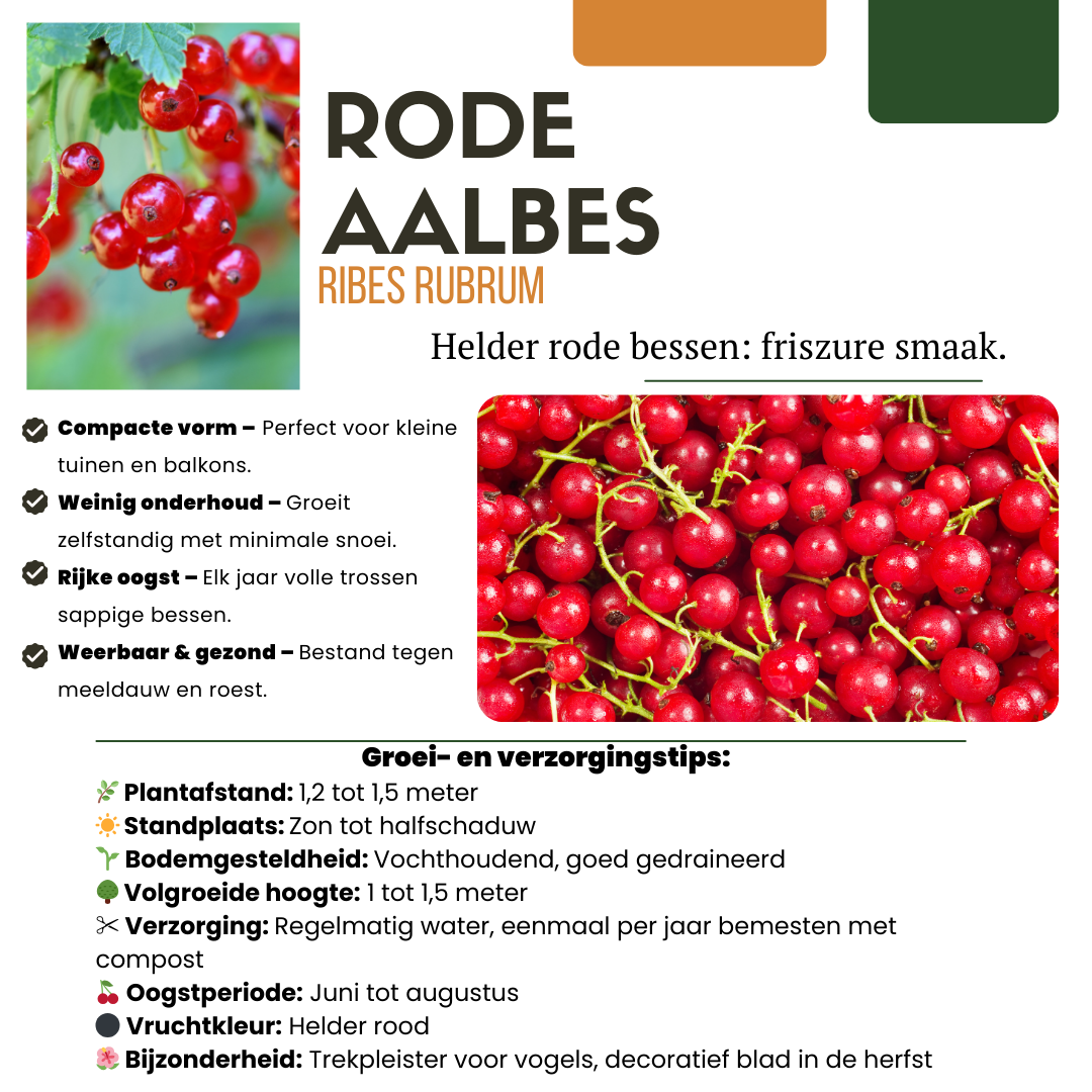 Kruisbes (Ribes uva-crispa) biologisch – 6 planten, Ø13 cm, 20 cm hoog