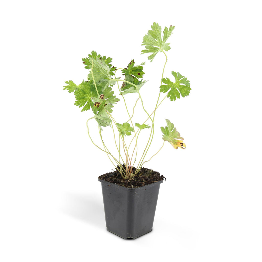 Geranium 'Rozanne' (cranesbill) – 6 plants, Ø9 cm, 10–25 cm high – photo 3
