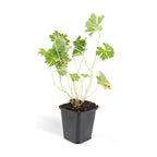 Geranium 'Rozanne' (cranesbill) – 6 plants, Ø9 cm, 10–25 cm high