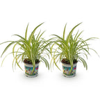 2× Chlorophytum comosum Variegatum (plante-araignée) – Ø12 cm, 25–30 cm de haut