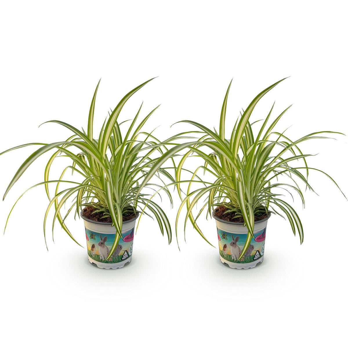2× Chlorophytum comosum Variegatum (graslelie) – Ø12 cm, 25–30 cm hoog