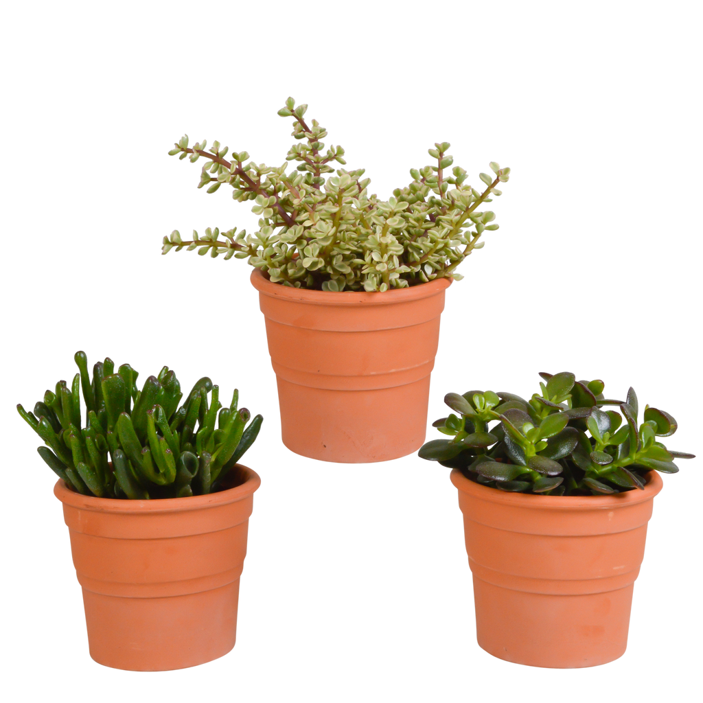 Mélange de Crassula (plante jade) en pot en terre cuite – Ø 11 cm, 21 cm de haut – photo 7