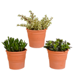 Mélange de Crassula (plante jade) en pot en terre cuite – Ø 11 cm, 21 cm de haut