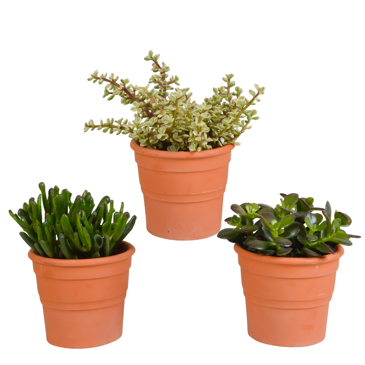 Mélange de Crassula (plante jade) en pot en terre cuite – Ø 11 cm, 21 cm de haut – photo 7