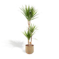 Dracaena (dragebreg) – Ø21 cm