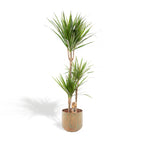 Dracaena (dragebreg) – Ø21 cm