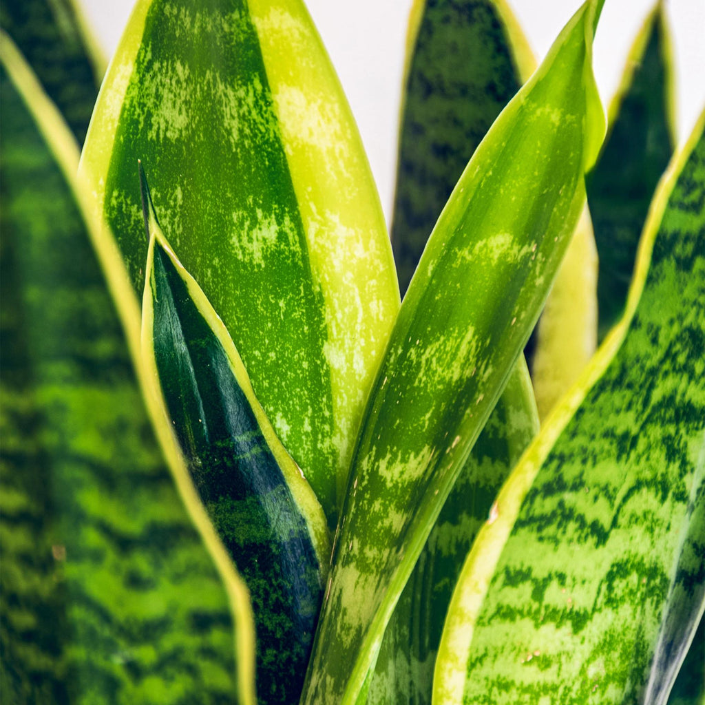 Sansevieria Laurentii (vrouwentong) – Ø21 cm, 70–80 cm hoog – foto 5