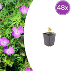 Geranium sanguineum (blodstorkeblomst) – 48 planter, Ø9 cm, 10–25 cm høje