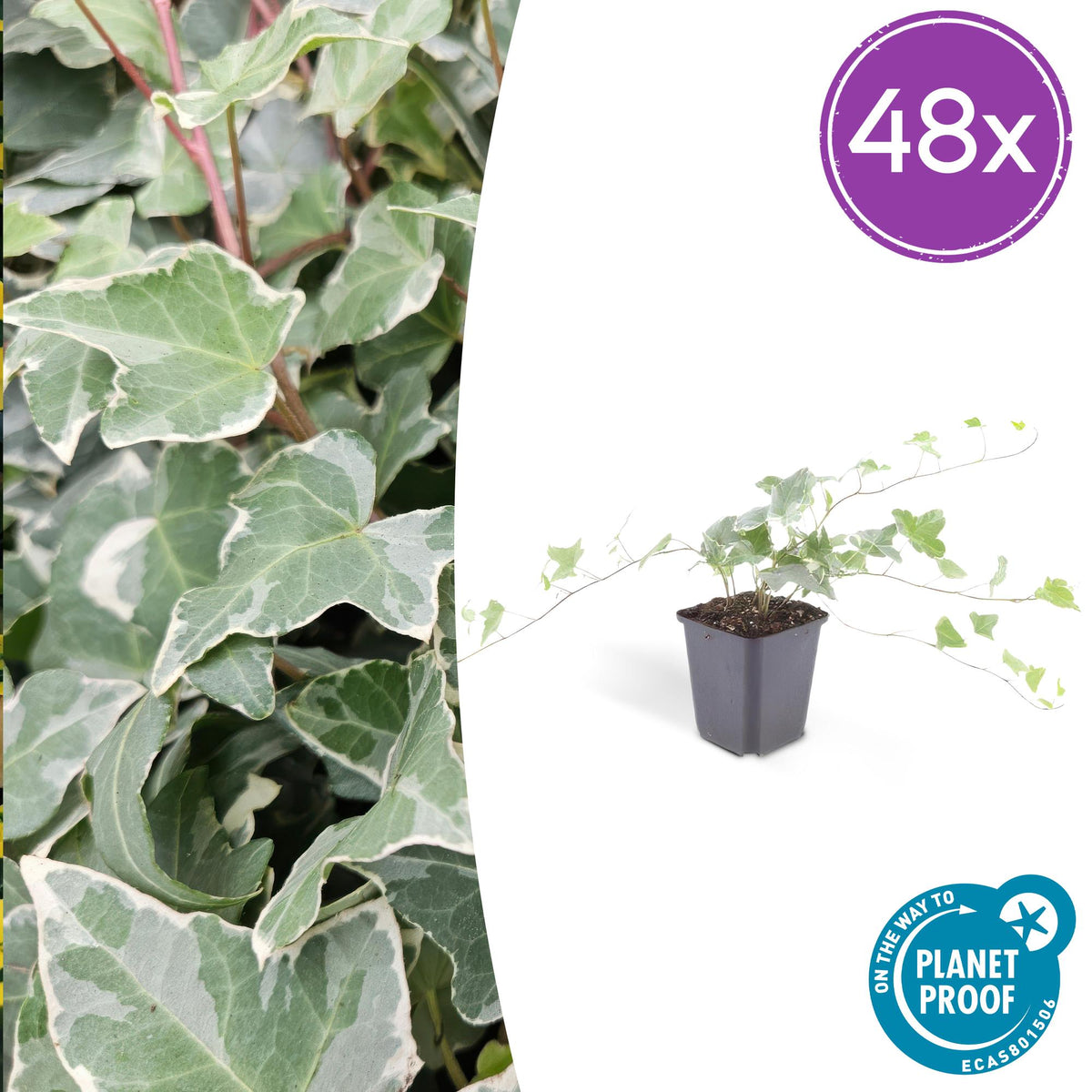 Hedera helix 'Glacier' (klimop) – 48 planten, Ø9 cm, 10–25 cm hoog
