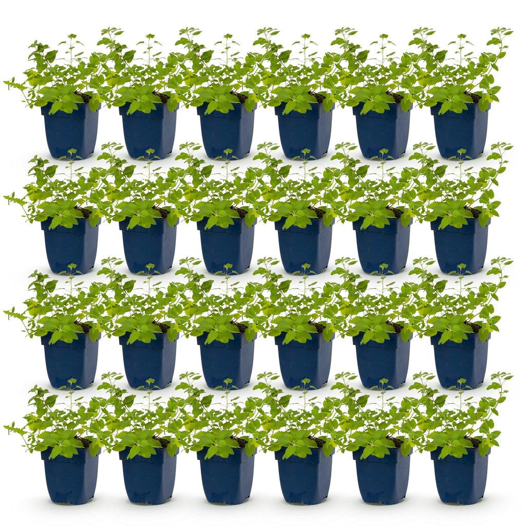 Nepeta faassenii 'Walker’s Low' (menthe-des-chats) – bleu – 24 plantes, Ø11 cm, 15–25 cm de haut – photo 2