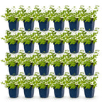 Nepeta faassenii 'Walker’s Low' (menthe-des-chats) – bleu – 24 plantes, Ø11 cm, 15–25 cm de haut