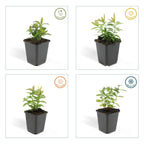 Hypericum calycinum (St. John's wort) – 60 plants, Ø9 cm, 10–25 cm high