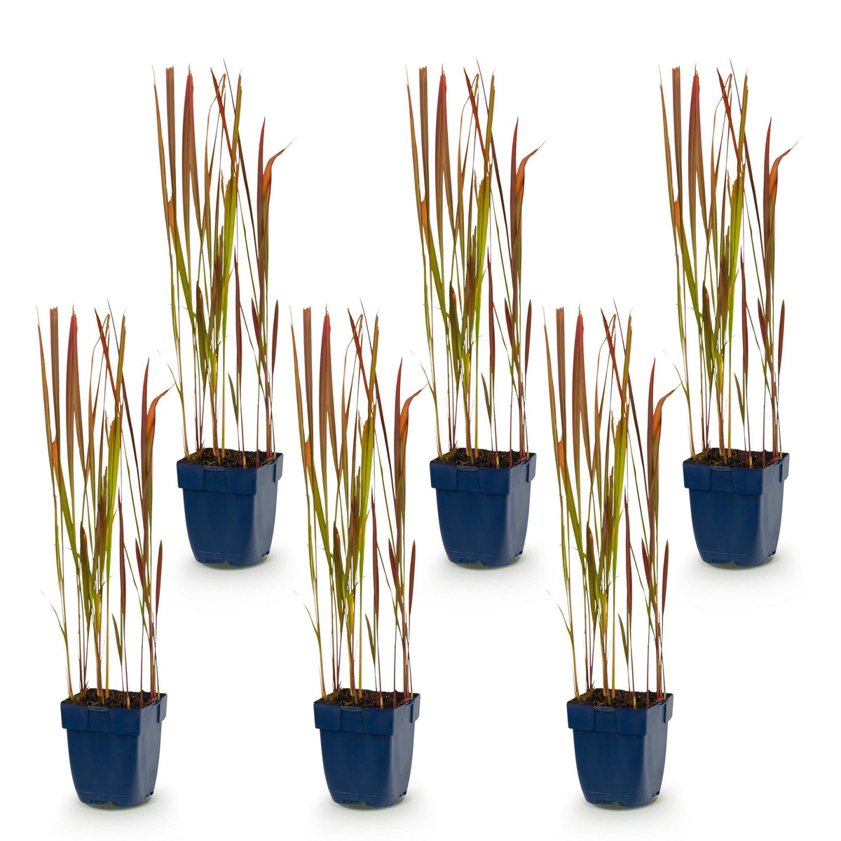 Imperata cylindrica 'Red Baron' (herbe sanglante du Japon) – rouge – 6 plants, Ø11 cm, 15–25 cm de haut – photo 2