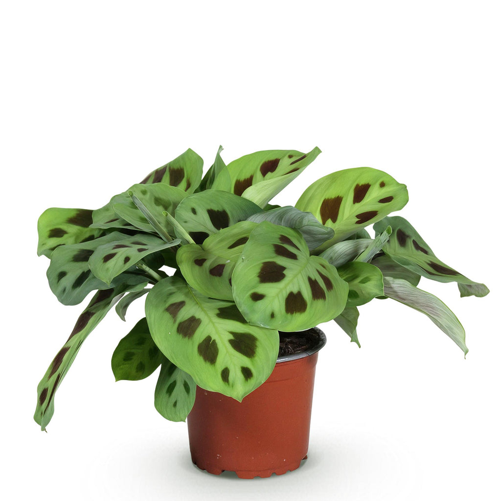 Maranta Fascinator Kerchoveana (plante prieuse) – Ø12 cm, 25 cm de haut – photo 2