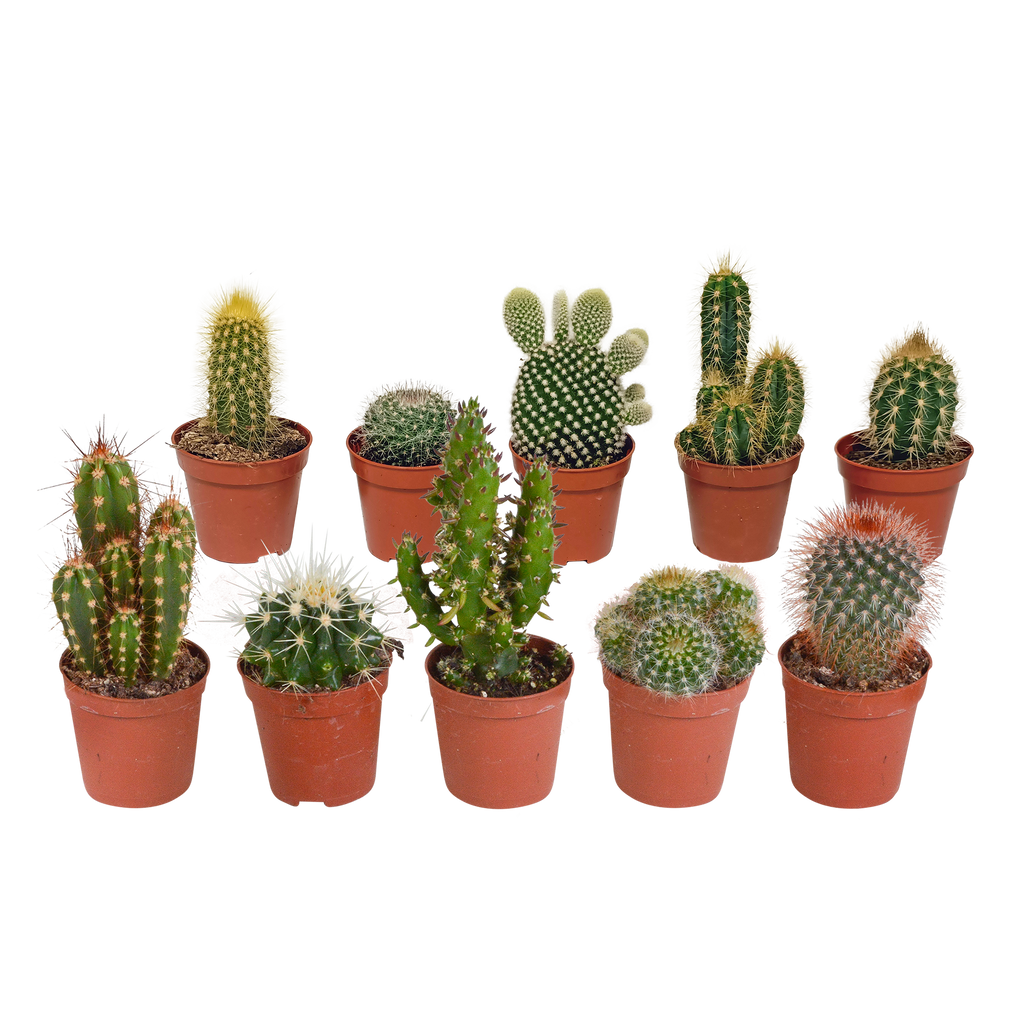 Kaktusmix (Cactaceae) uden urtepotte – Ø6 cm, 13 cm høj