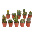 Kaktusmix (Cactaceae) uden urtepotte – Ø6 cm, 13 cm høj