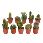 Kaktusmix (Cactaceae) uden urtepotte – Ø6 cm, 13 cm høj