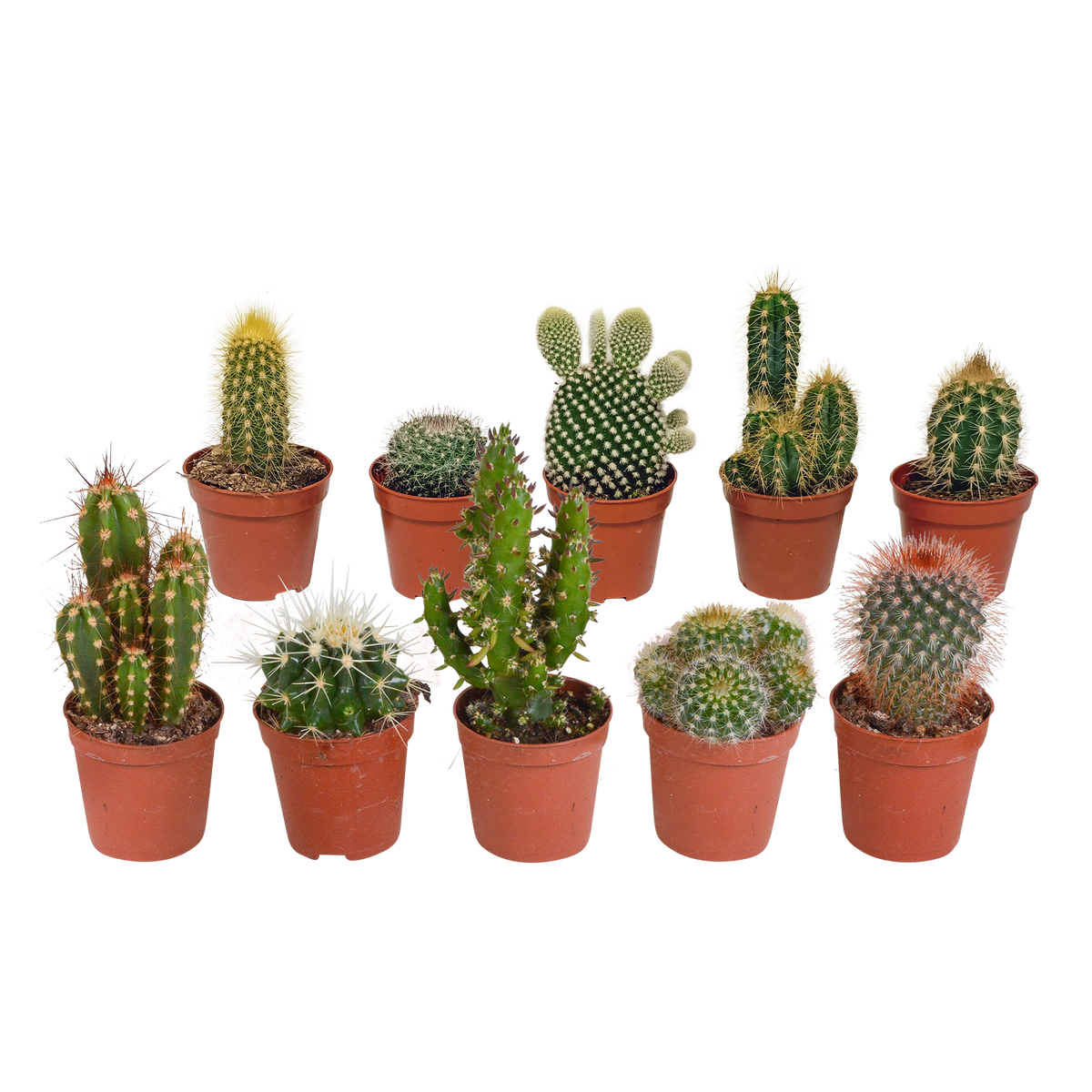 Kaktusmix (Cactaceae) uden urtepotte – Ø6 cm, 13 cm høj