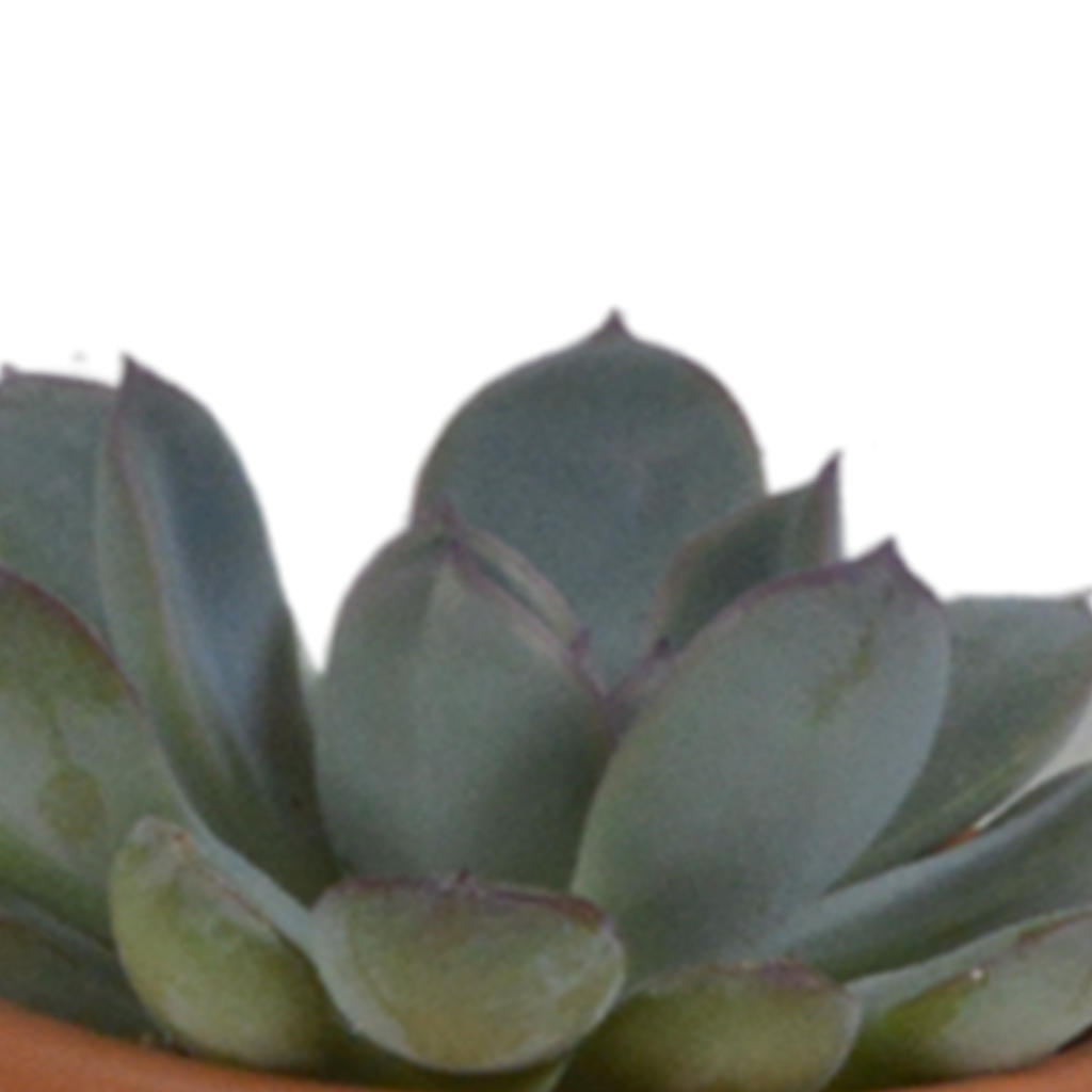 Vetplanten in terracotta pot – Ø6 cm, 13 cm hoog