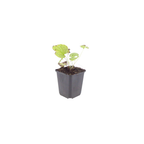 Brunnera macrorrhizum 'Jack Frost' (Kaukasische Schlüsselblume) – 48 Pflanzen, Ø9 cm, 10–25 cm hoch