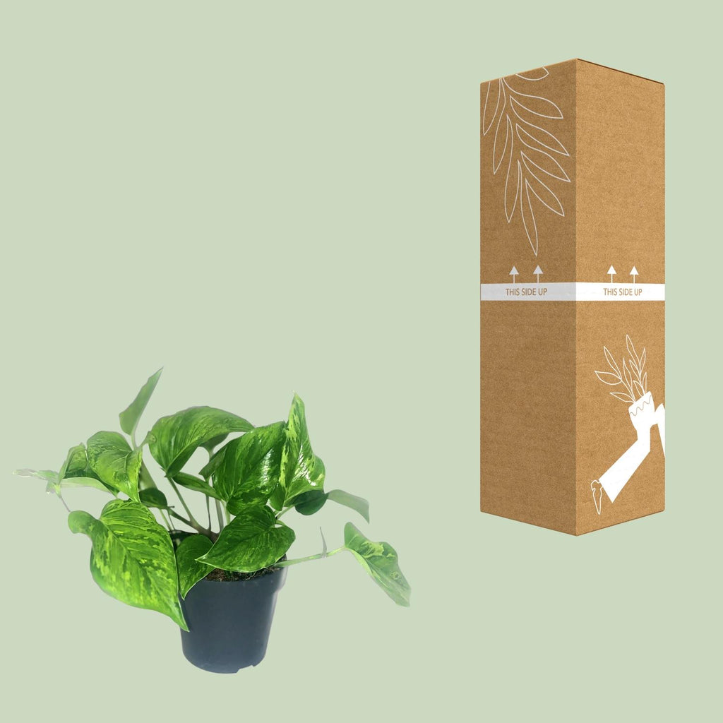 Scindapsus pictus Trebie – Ø12 cm, 20 cm hoog