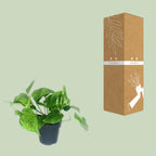 Scindapsus pictus Trebie – Ø12 cm, 20 cm hoog