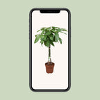 Pachira aquatica (pengeplante) – Ø24 cm, 120 cm høj