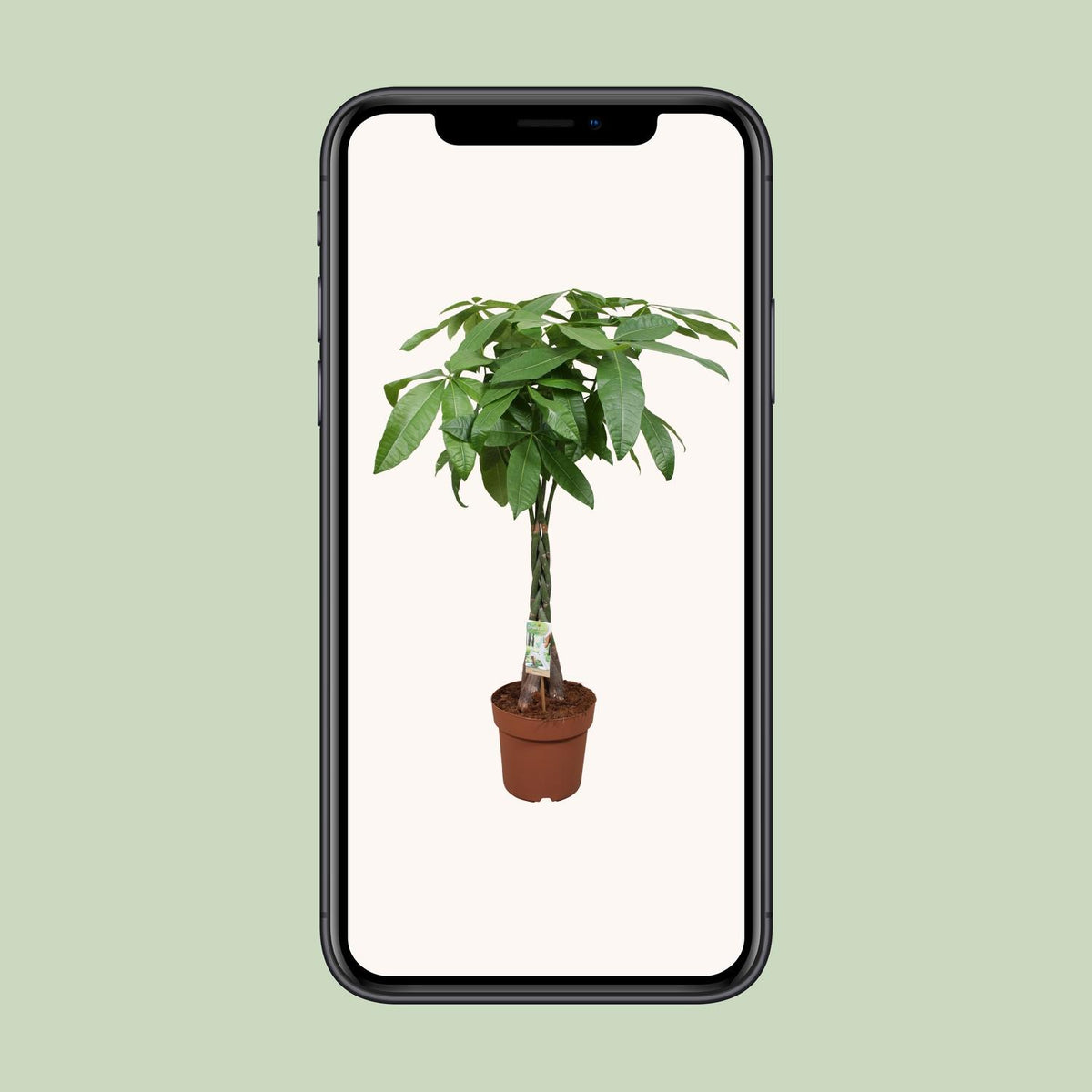 Pachira aquatica (pengeplante) – Ø24 cm, 120 cm høj