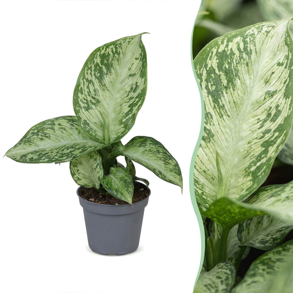 Dieffenbachia Snow – Ø6 cm, 15 cm de haut