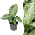 Dieffenbachia Snow – Ø6 cm, 15 cm de haut