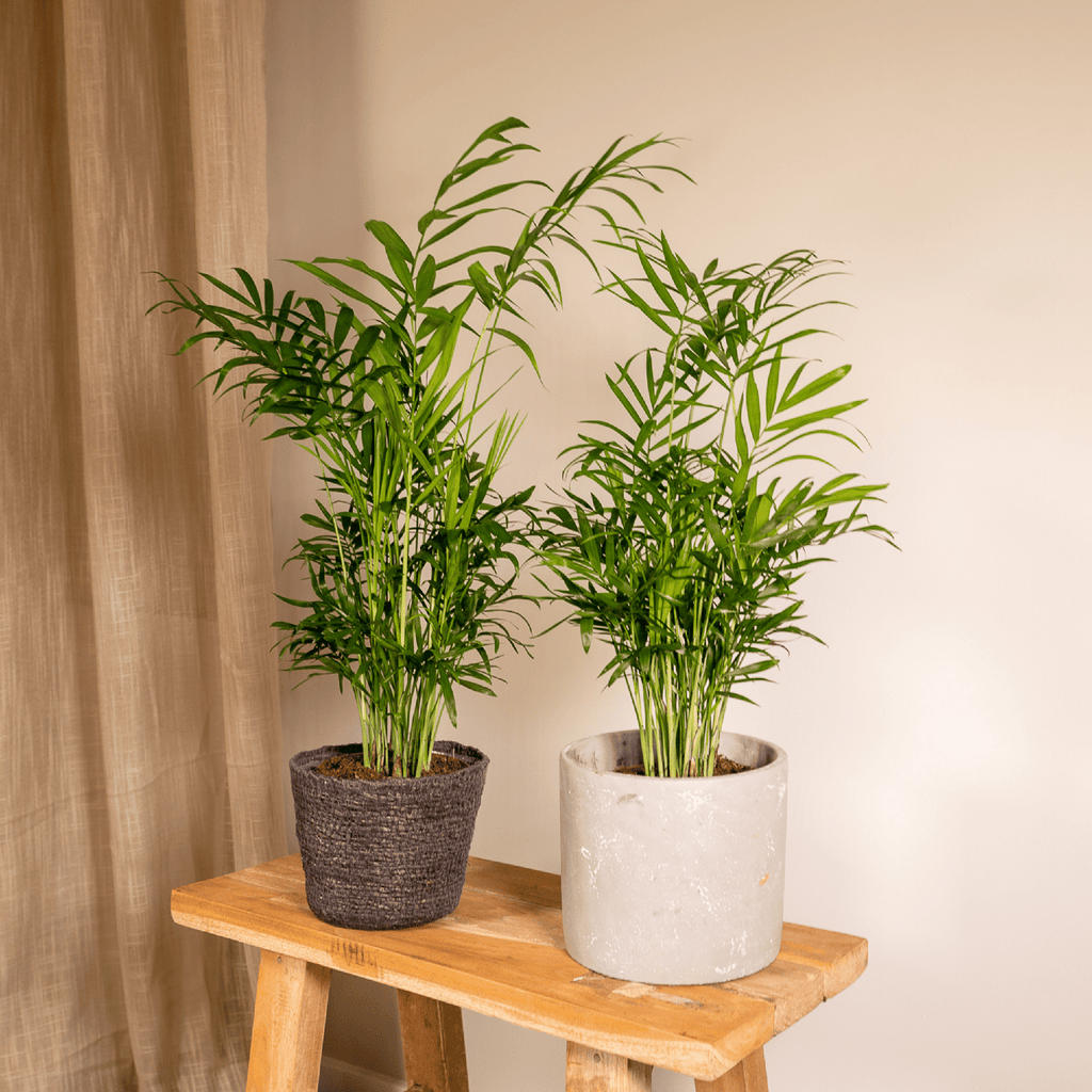2× Mexicaanse Bergpalm (Chamaedorea) – Ø12 cm, 40 cm hoog