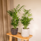 2× Mexicaanse Bergpalm (Chamaedorea) – Ø12 cm, 40 cm hoog