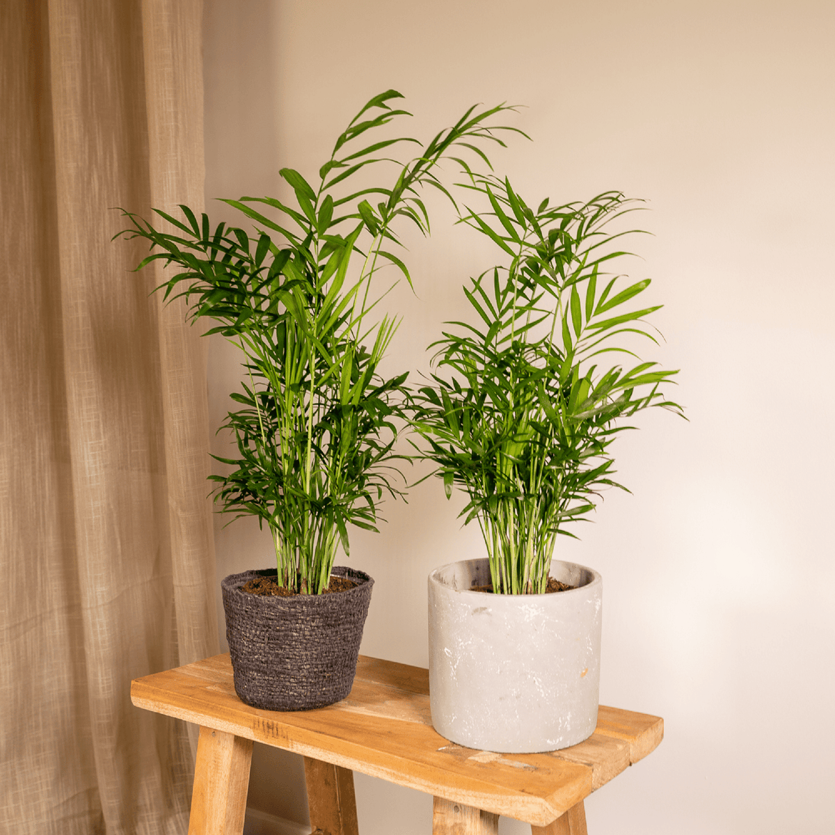 2× Mexicaanse Bergpalm (Chamaedorea) – Ø12 cm, 40 cm hoog