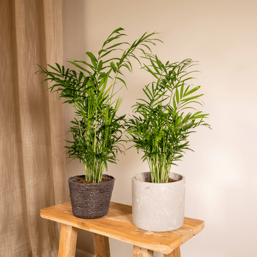 2× Mexicaanse Bergpalm (Chamaedorea) – Ø12 cm, 40 cm hoog