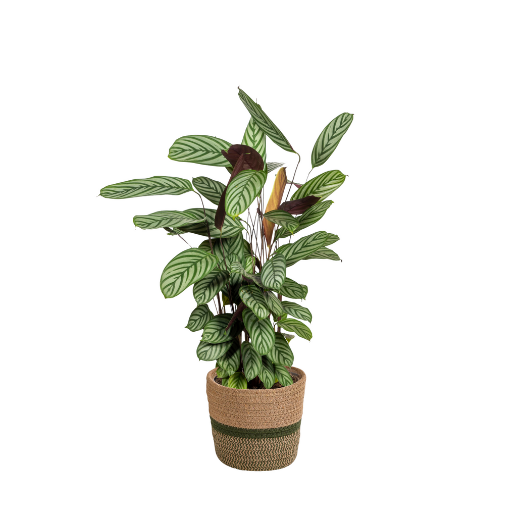 Calathea Oppenheimiana met mand – Ø24 cm, 80–100 cm hoog