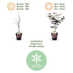 Acer palmatum 'Bloodgood' (japansk ahorn) – rød – Ø19 cm, 70 cm høj